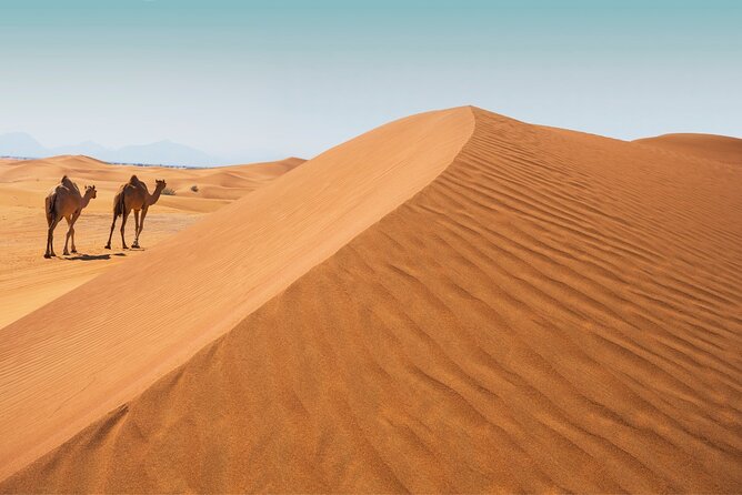 Desert Safari Abu Dhabi w/ Sand Boarding, Camel Ride & BBQ Dinner - Camel farm and the first look at desert life