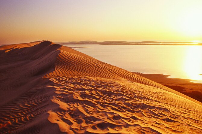 Desert Safari and Inland Sea(Private Tour) - Mesaieed beach: camels, falcons, and tea