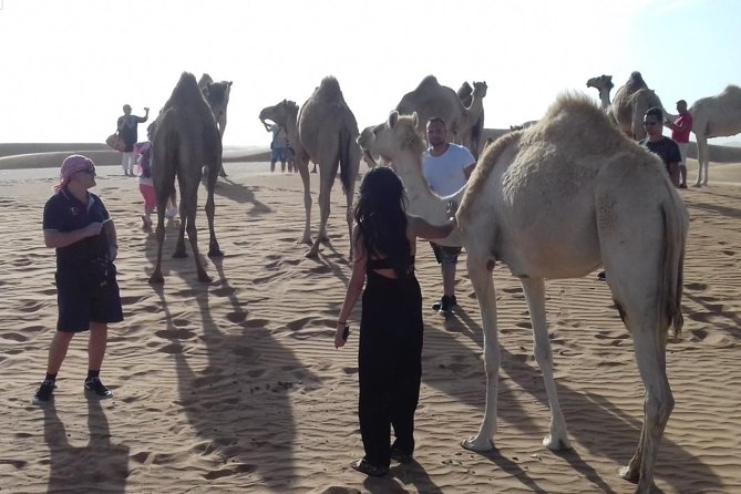 Desert Safari Tour, Quad Bike with BBQ Dinner & Show from Dubai - The camel ride is short but traditional