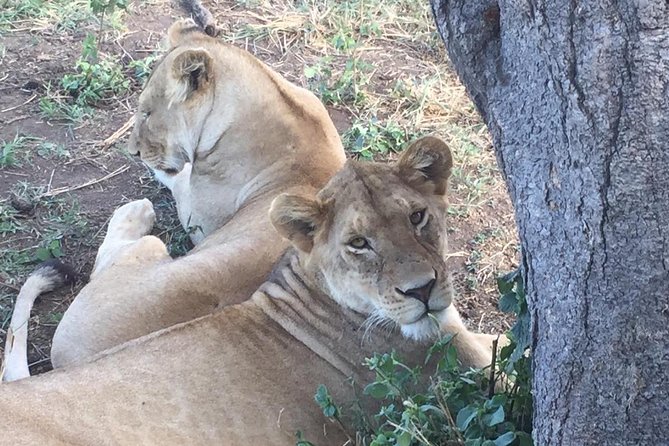 Discover the group joining for 5-day Tanzania safari in 2025 - Day two: From Mto wa Mbu into the central Serengeti