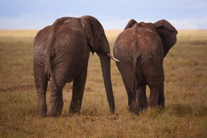 Discover the group joining for 5-day Tanzania safari in 2025 - Day three: A morning Serengeti drive and Ngorongoro camping