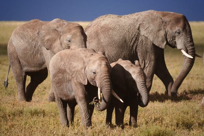 Discover the group joining for 5-day Tanzania safari in 2025 - Day four: Ngorongoro Crater and the return to Mto wa Mbu
