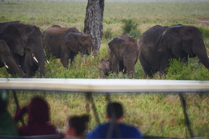 Discover the group joining for 5-day Tanzania safari in 2025 - Camping, food, and the real level of comfort