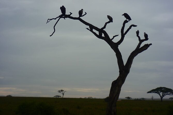 Discover the group joining for 5-day Tanzania safari in 2025 - The vehicle and group size question