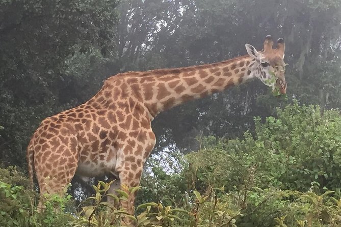Discover the group joining for 5-day Tanzania safari in 2025 - Day one: Tarangire National Park and the road to Mto wa Mbu