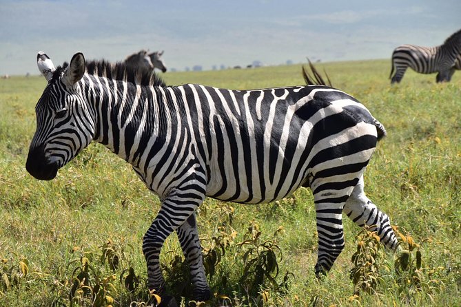 Discover The World's Top Best 4-day Tanzania Group Camping safari - Day 3: Dawn wildlife and the road toward Ngorongoro
