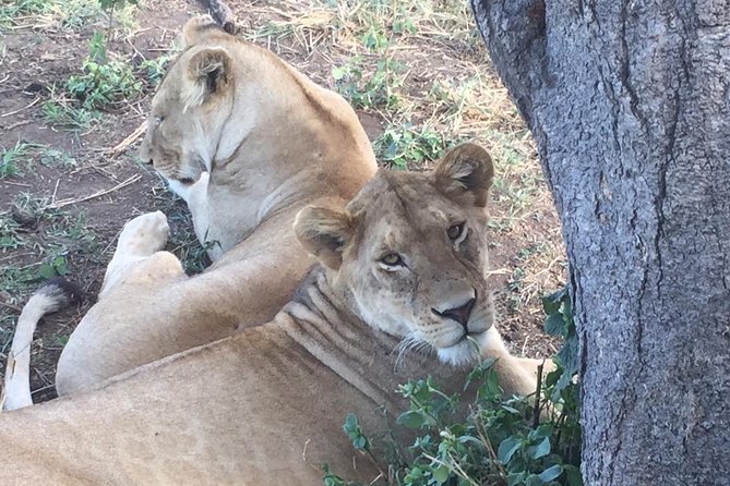 Discover The World's Top Best 4-day Tanzania Group Camping safari - Who will get the most from this safari?