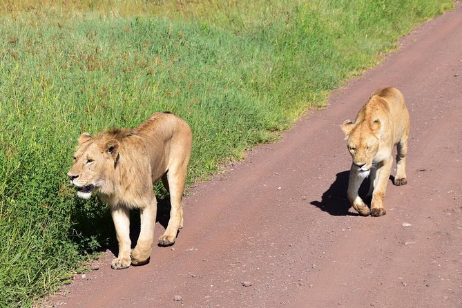 Discover The World's Top Best 4-day Tanzania Group Camping safari - Should you book this Tanzania camping safari?