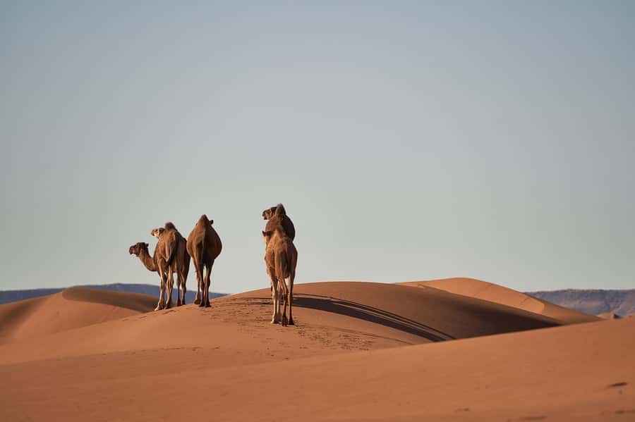 Doha: Combo City Tour, Souq Waqif & 4WD Desert Safari - Why this Doha combo tour works well