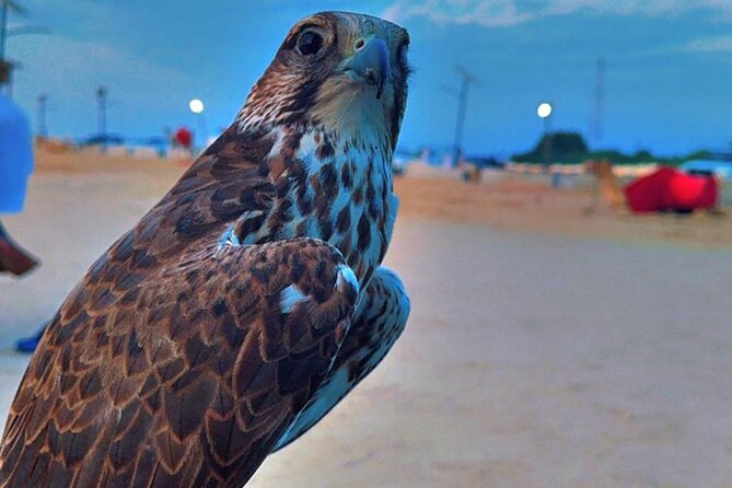 Doha Desert Safari Dune Bashing Camel Ride - Is $95 a fair price?