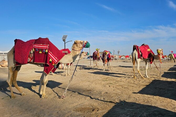 Doha Desert Safari Dune Bashing Camel Ride - Karak tea, falcons, and the traditional camp