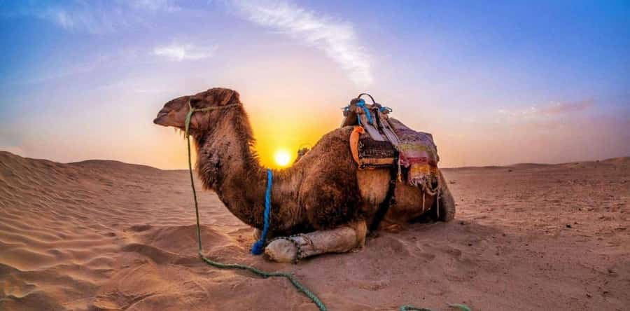 Doha: Desert Safari with Camel Ride Family Friendly Tour - Why families tend to like this safari