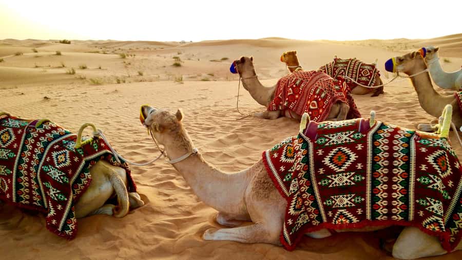 Doha: Dune Bashing Safari, Falcon, Camel, ATV, Sandboarding - Who should book this desert safari?