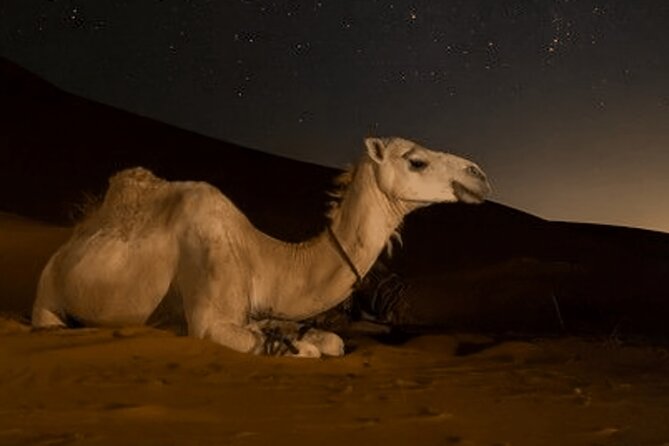 Doha Night Desert Safari Camel Ride Dune Bashing with Transfer - Is $50.84 a fair price?