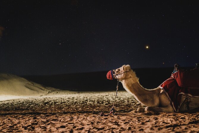 Doha : Night Desert Safari | Transit Safari | Camel ride | Dune Bashing - From the National Museum to Sealine Beach