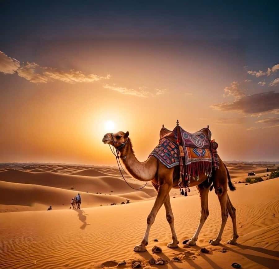 Doha: Nighttime Desert Safari with Dune Bashing & Camel Ride - Quick take: what makes this safari worth your time
