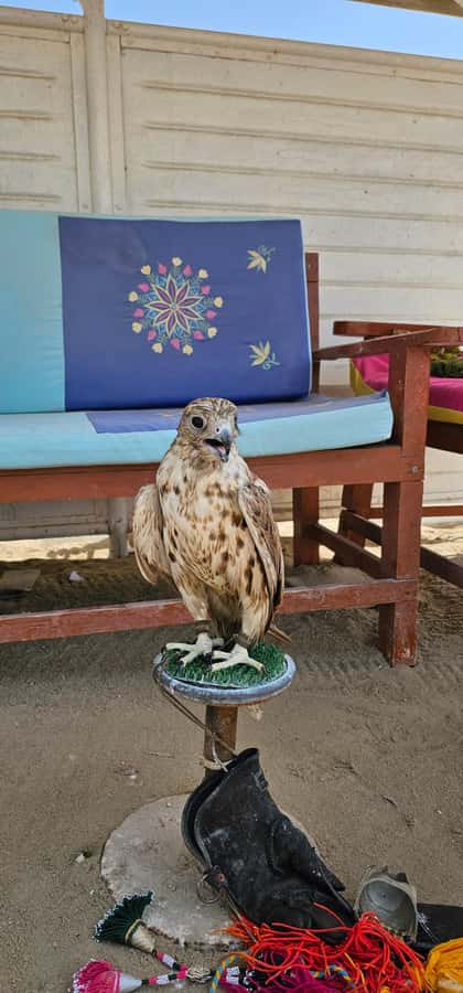 Doha:Private Desert Safari, Falcon, Sandboarding,inland sea - The Inland Sea, where sand meets water