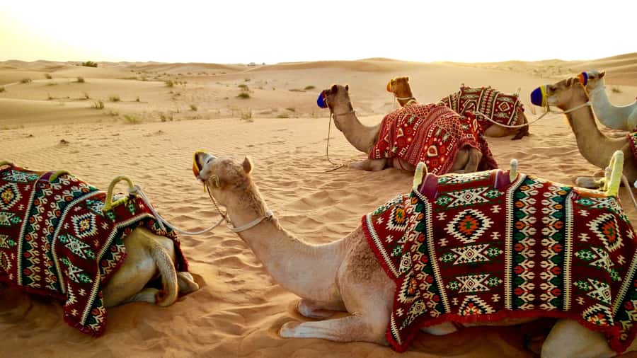 Doha:Safari Tour with Lunch/Dinner in Desert by the Sea Side - The essential details at a glance
