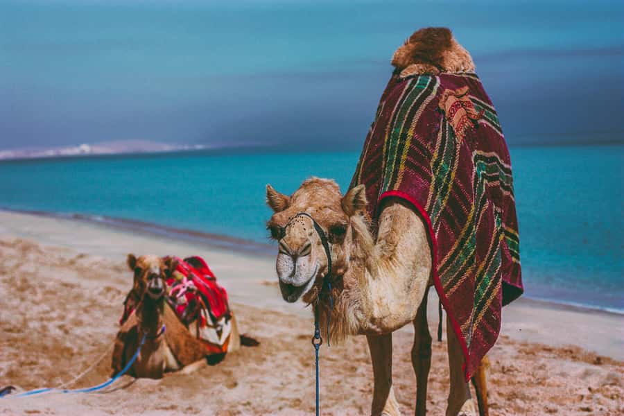 Doha:Safari Tour with Lunch/Dinner in Desert by the Sea Side - The camel ride question needs clarification
