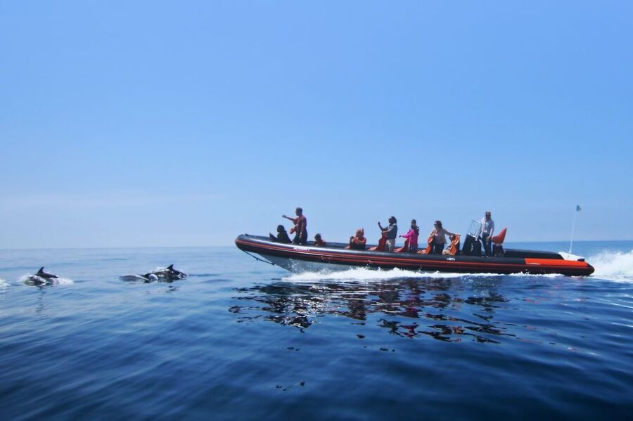 Dolphin Safari and Cave Tour in Vilamoura - Key points at a glance