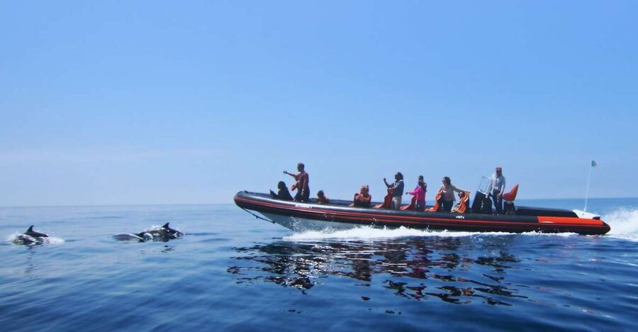 Dolphin Safari and Cave Tour in Vilamoura - Setting off from Vilamoura Marina