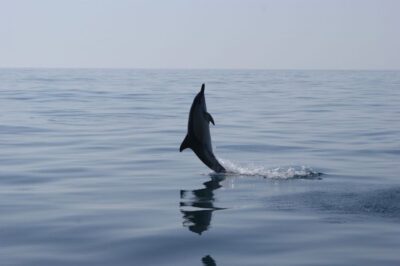 Dolphin Safari and Cave Tour in Vilamoura