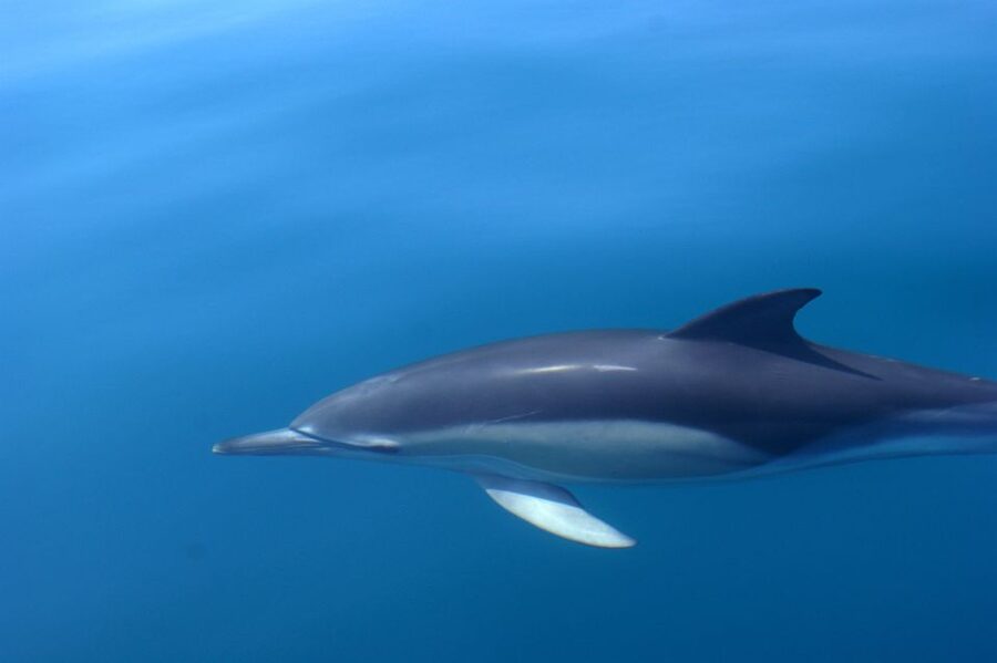 Dolphin Safari and Cave Tour in Vilamoura - Who should book this cruise?
