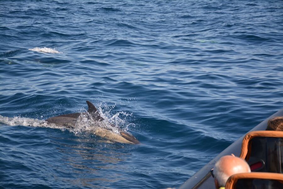 Dolphin Safari and Cave Tour in Vilamoura - Final verdict: should you book it?