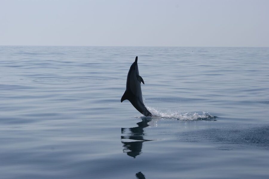Dolphin Safari and Cave Tour in Vilamoura - The first 105 minutes: open water and dolphin watching