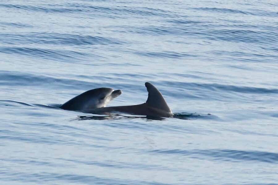 Dolphin Safari Boat Trip from Marina Funtana - Key points to know before boarding