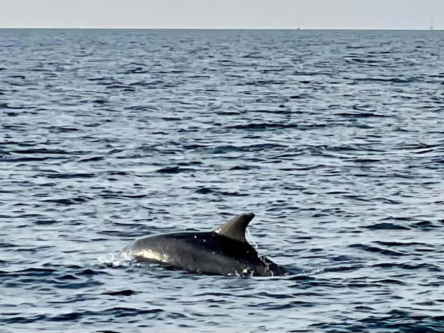 Dolphin Safari Boat Trip from Marina Funtana - Who will enjoy this trip most