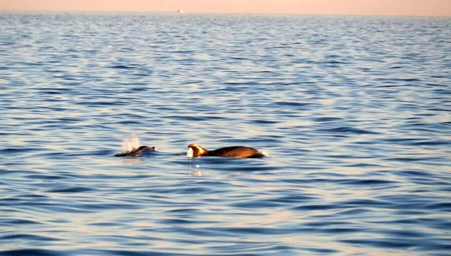 Dolphin Safari Boat Trip from Marina Funtana - The panoramic ride between Vrsar and Funtana