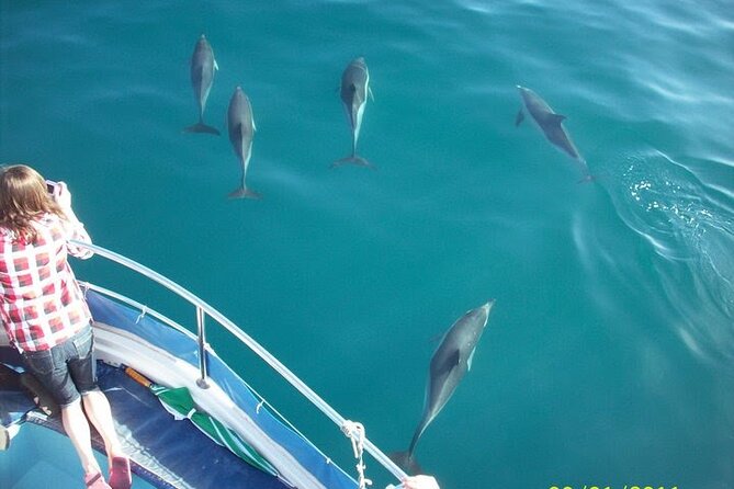 Dolphin Watching in Gibraltar Dolphin Safari V.I.P - Setting Out From Marina Bay at 2:00 pm