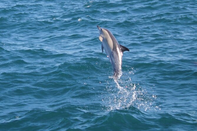Dolphin Watching in Gibraltar Dolphin Safari V.I.P - Searching the Strait for Wild Dolphins