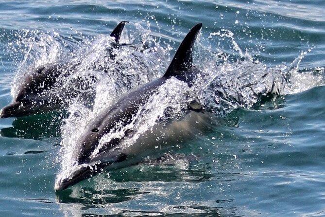 Dolphin Watching in Gibraltar Dolphin Safari V.I.P - The Crew and Onboard Commentary