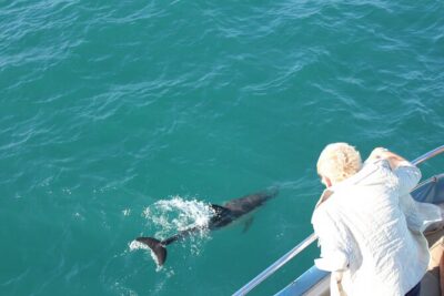 Dolphin Watching in Gibraltar Dolphin Safari V.I.P
