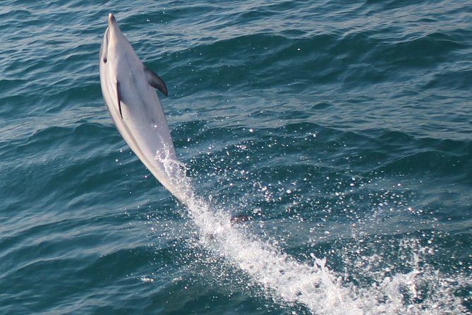 Dolphin Watching in Gibraltar Dolphin Safari V.I.P - What the $34 Price Really Buys