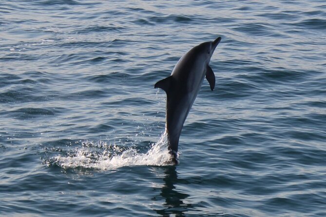 Dolphin Watching in Gibraltar Dolphin Safari V.I.P - Who Will Enjoy This Cruise Most