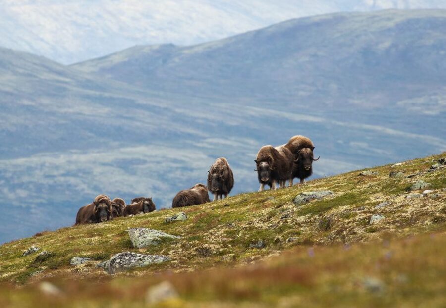 Dovrefjell National Park: Hiking Tour and Musk Ox Safari - The hike through Dovrefjell National Park