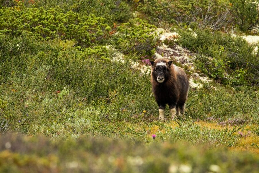Dovrefjell National Park: Hiking Tour and Musk Ox Safari - What the guides add to the day