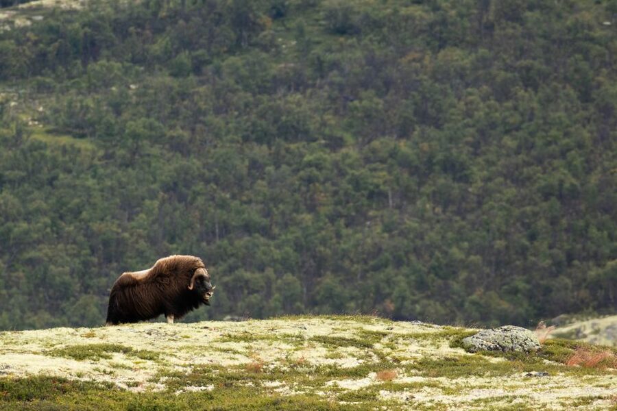 Dovrefjell National Park: Hiking Tour and Musk Ox Safari - What to pack for a rain-or-shine outing