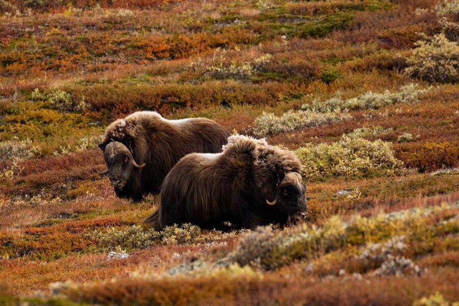 Dovrefjell National Park: Hiking Tour and Musk Ox Safari - Who will enjoy this safari most?