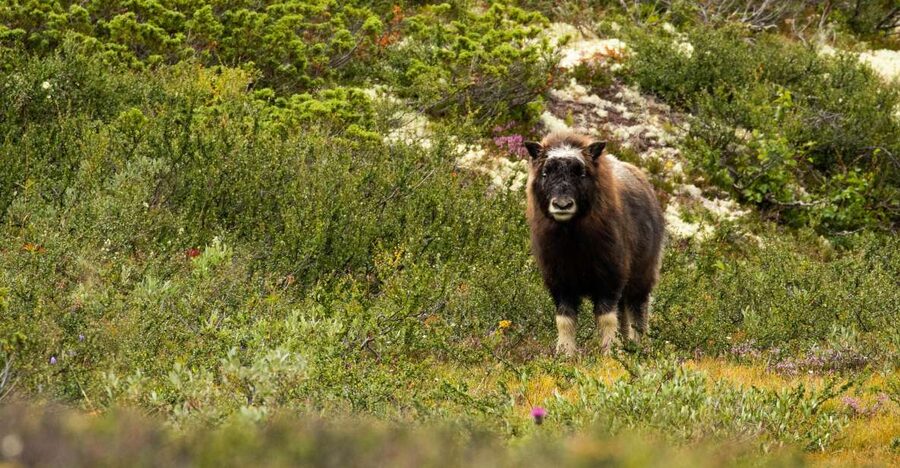 Dovrefjell National Park: Hiking Tour and Musk Ox Safari - Meeting at Hjerkinn at 9:45