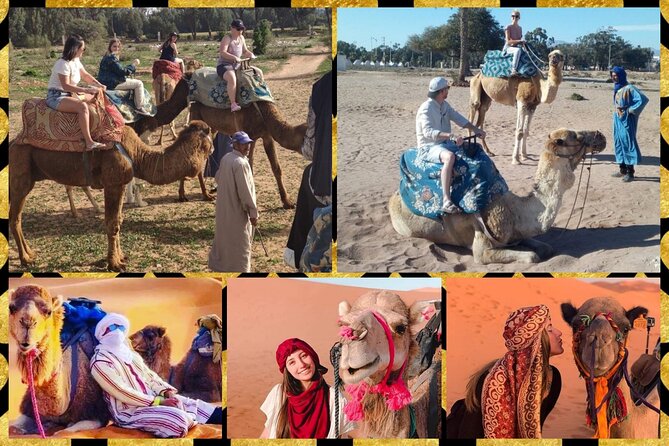 Dromedary Safari: 2 hours - The dromedaries and the style of handling