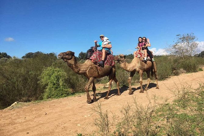 Dromedary Safari: 2 hours - What the strongest feedback tells you