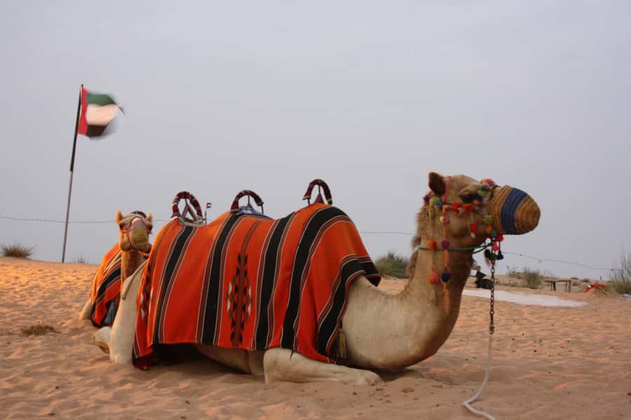 Dubai 4WD Evening Desert Safari - Key Points Before You Book