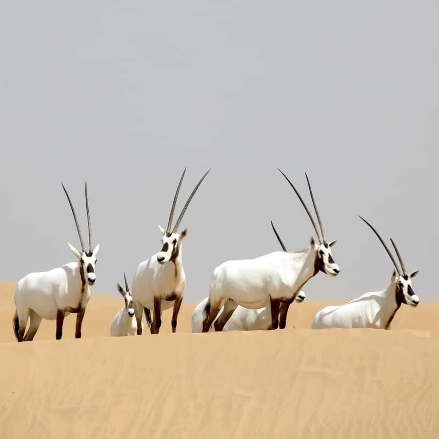 Dubai: Al Marmoom Oasis Safari, Animal Spotting & Breakfast - Falcon Photos and Traditional Clothing