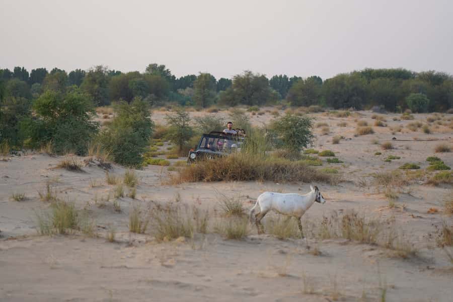 Dubai: Al Marmoom Oasis Safari, Animal Spotting & Breakfast - Is $134 a Good Value?