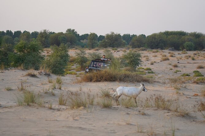 Dubai: Al Marmoom Oasis Vintage Safari: Camels, Stargazing & Meal - The Bedouin dinner and what the price covers