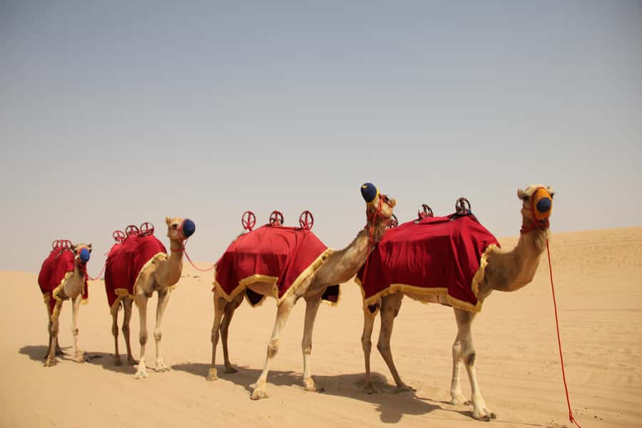 Dubai: Bedouin Camp, Dune Safari, Falcon Show & BBQ Dinner - Key points before you book
